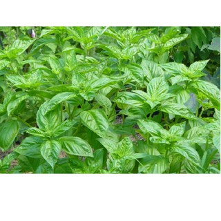 Hạt giống rau thơm xả- é trắng gói 2 gram xuất xứ Việt Nam