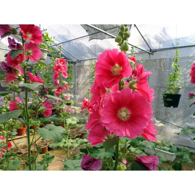 Hạt giống hoa Mãn Đỉnh Hồng đơn mix nhiều màu