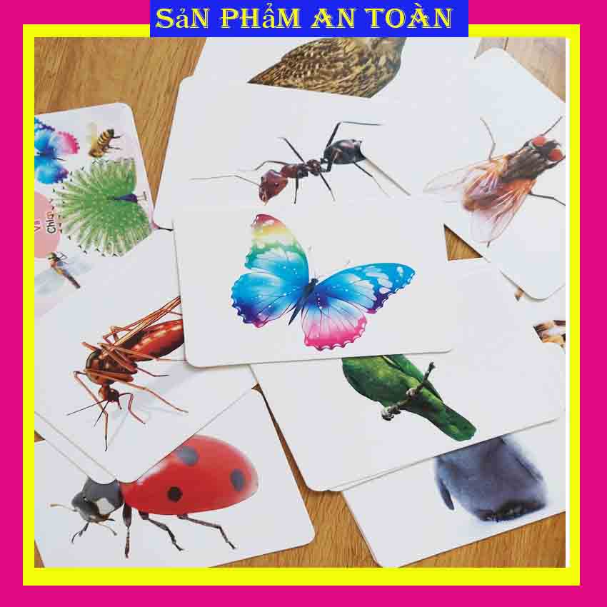 Thẻ học thông minh kích thước lớn 12x16cm chủ đề côn trùng -  Flashcard TGXQ Glenn doman chuẩn