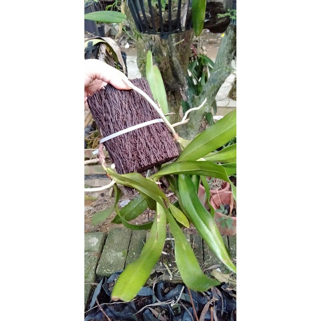 Hoa phong lan tam bảo sắc