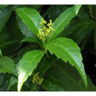 [ Xả - Cắt Lỗ ] Combo 2 cây giống sói rừng chuẩn