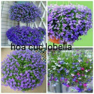 Hạt giống hoa Cúc Lobelia Nhiều màu /cuc lobelia