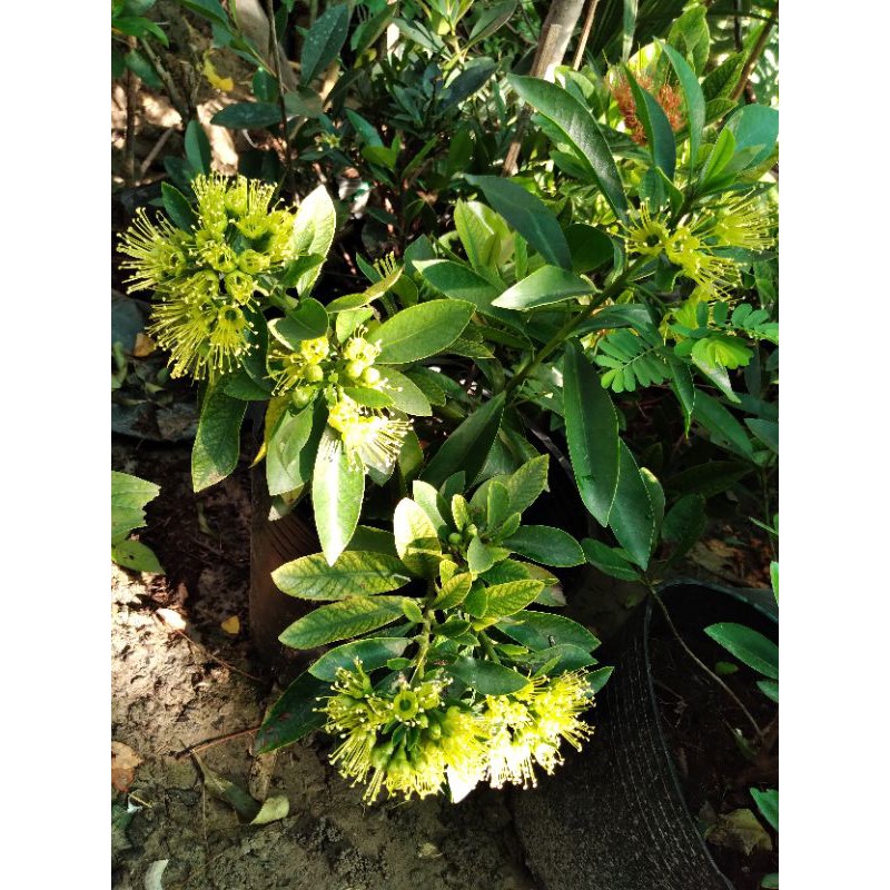 Cây mai thái hoa vàng sieu hoa