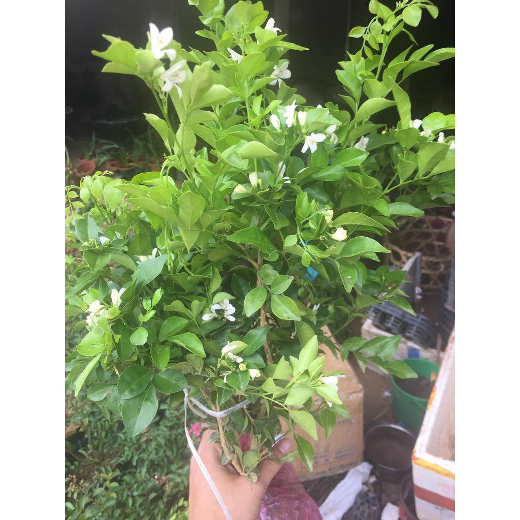 BẦU CÂY NGUYỆT QUẾ SIÊU ĐẸP, HOA SIÊU THƠM