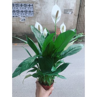 Lan ý nhiều hoa
