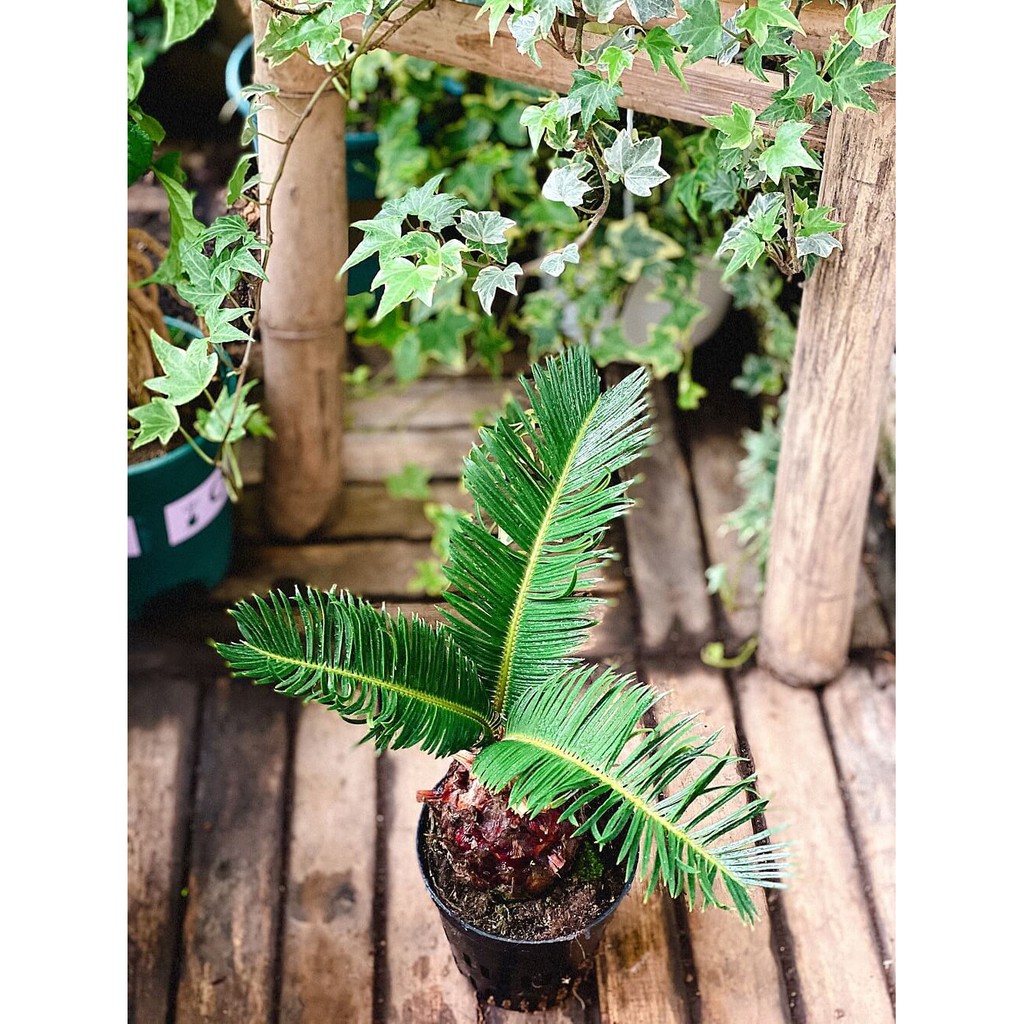 Cây Cycas revoluta (Vạn Tuế) Bonsai chậu nhựa