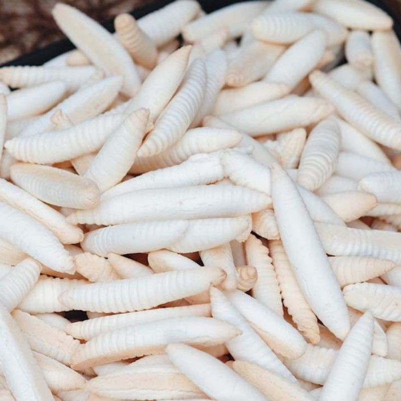 BÁNH MEN SỮA DỪA CON ĐUÔN BẾN TRE
