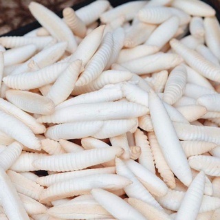 BÁNH MEN SỮA DỪA CON ĐUÔN BẾN TRE.