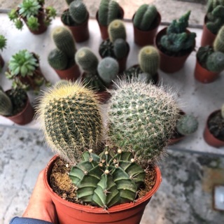 Xương rồng bộ ba