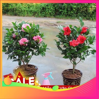 Hạt Giống Hoa Trà Mi - 5 Hạt [  ] VIETGAR