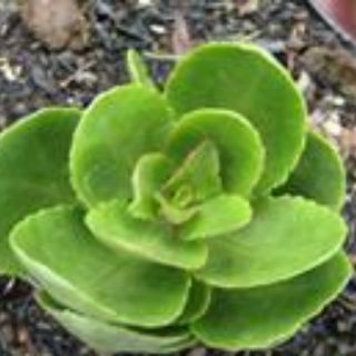 # Hoa sống đời_ cây con giống
