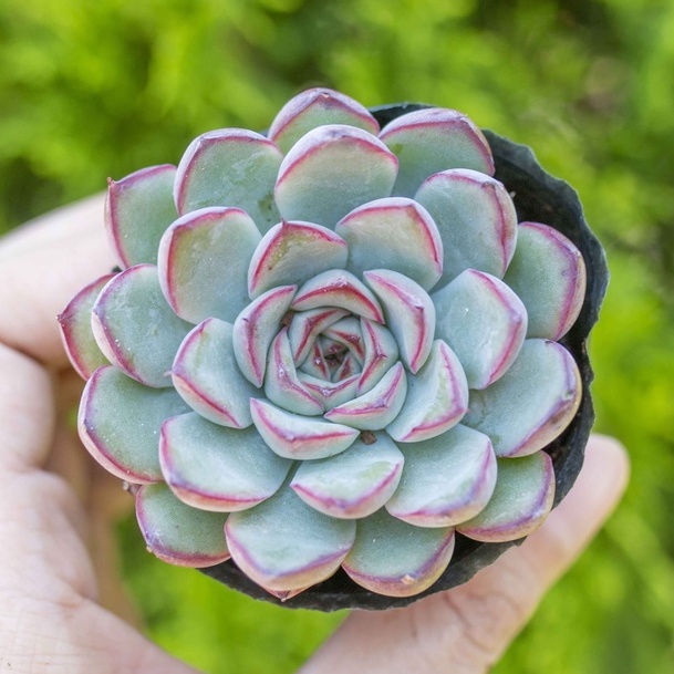 Sen đá viền đỏ 5-7cm - Vườn sen đá