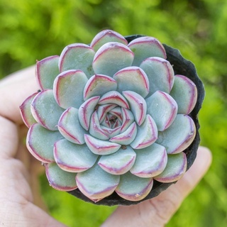 Sen đá viền đỏ 5-7cm - Vườn sen đá