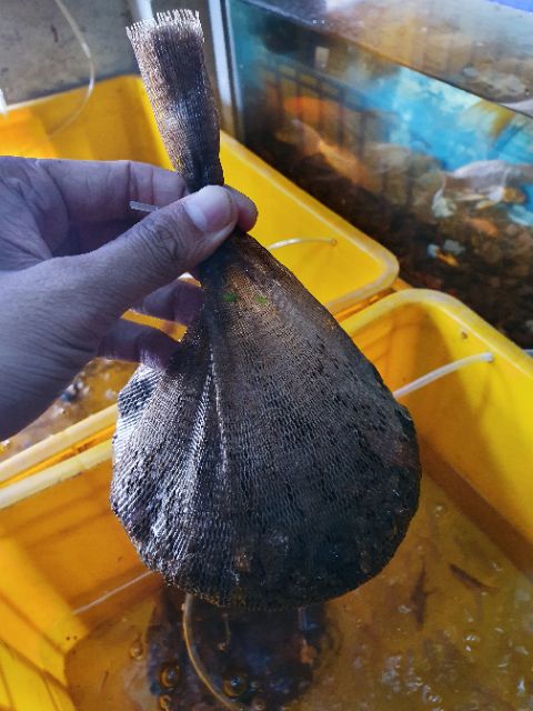 2 TÚI RÚT CHỨA VẬT LIỆU LỌC HỒ CÁ NON BỘ