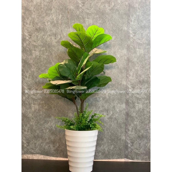 Cây giả - cây bàng Singapore giả và cây chuối giả cảnh decor siêu xinh