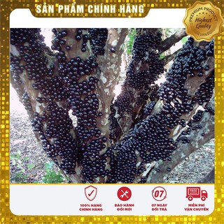 HẠT GIỐNG NHO THÂN GỖ ( 3 hạt )