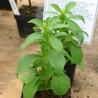 Hạt giống cỏ ngọt (stevia) giá rẻ