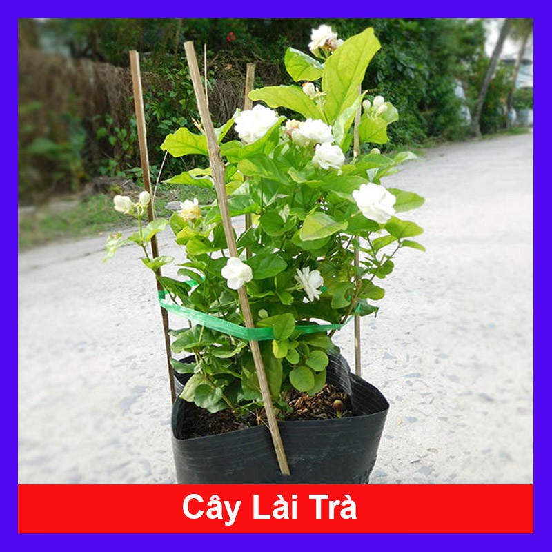 Cây Lài Trà - Cây cảnh sân vườn  - caykiengsadec + Tặng phân bón cho cây mau lớn