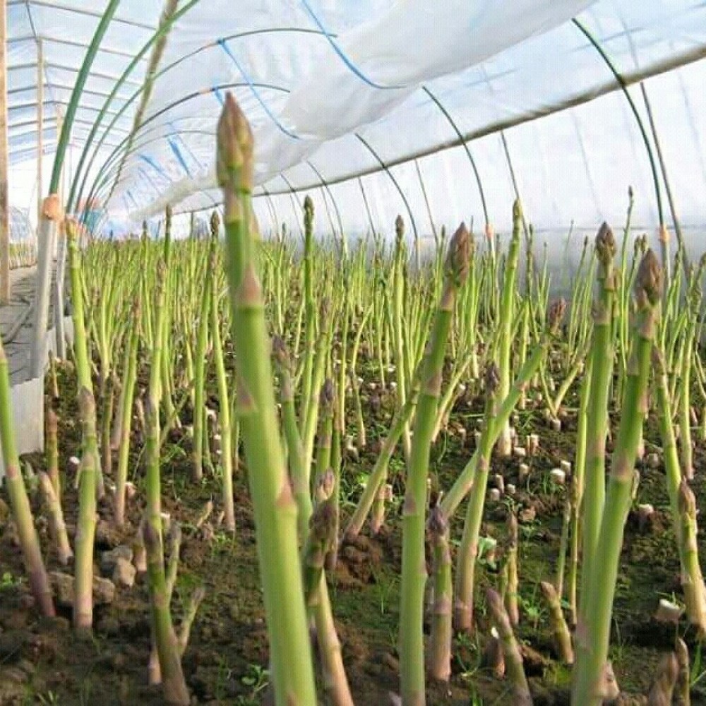 20 Hạt giống Măng tây xanh