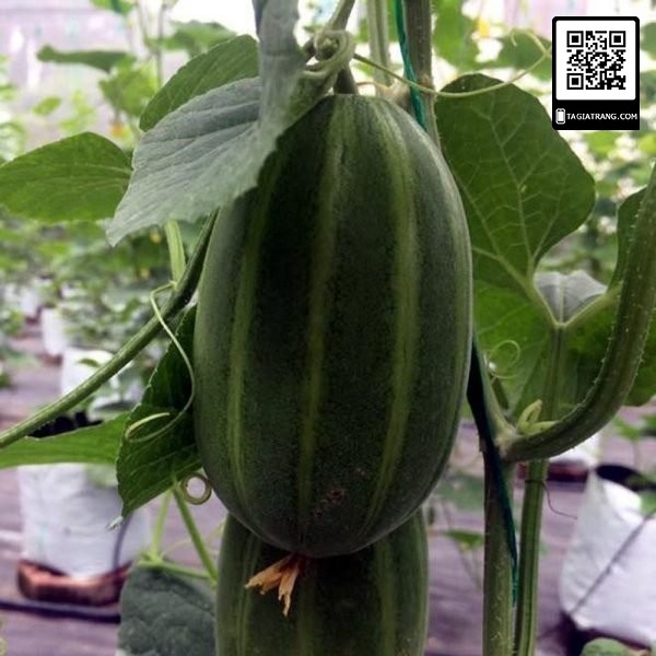 Hạt giống dưa lê Hàn Quốc Tossa, gói 5 hạt