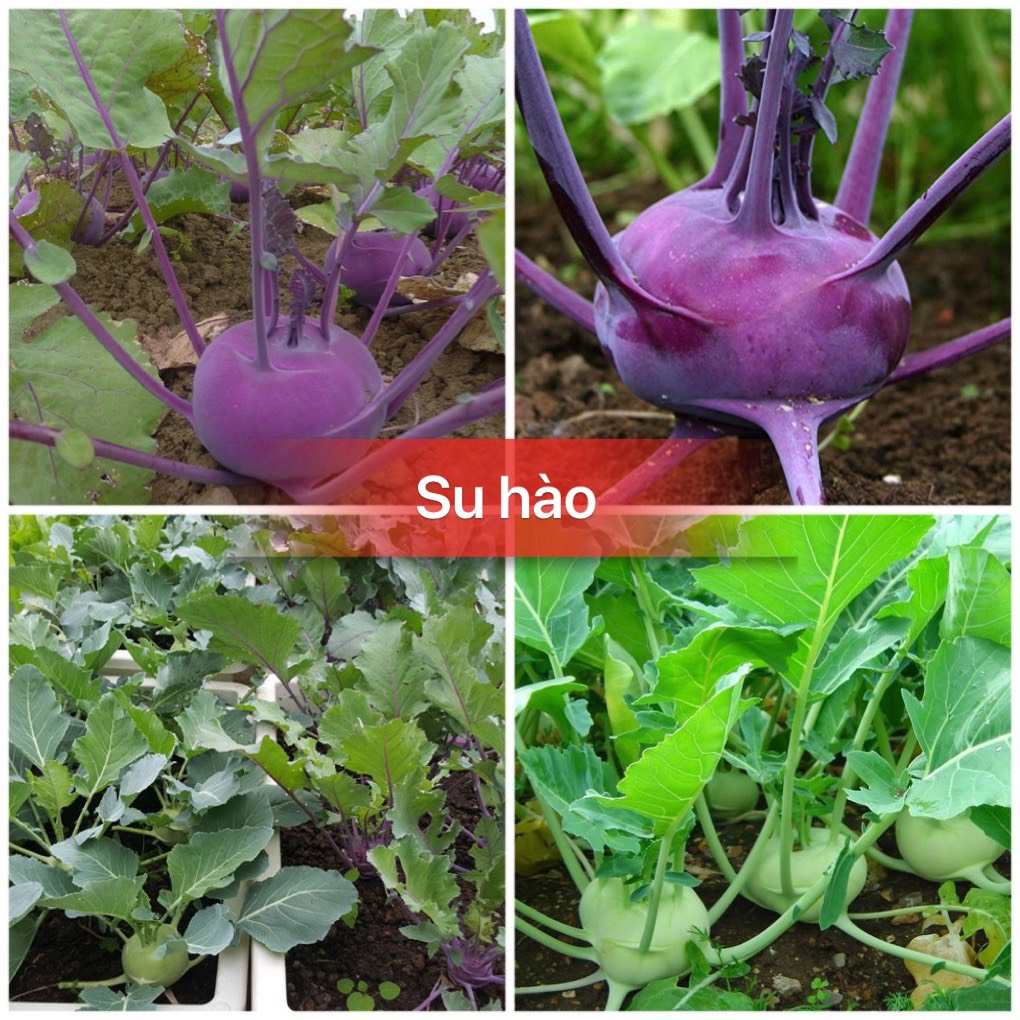 Hạt giống su hào tím và xanh cao sản F1