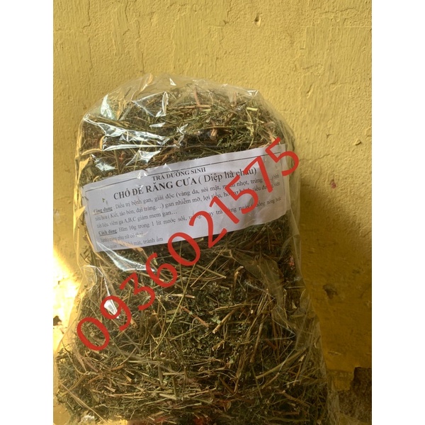 Chó đẻ răng cưa 1kg