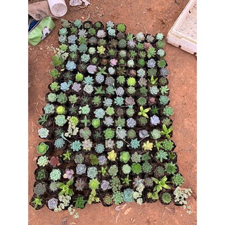 combo 10 cây sen vỉ các loại / Ban công sen đá