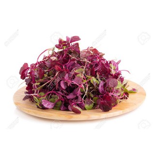 Hạt giống Rau Dền Đỏ gói 20GR RADO cao cấp dành cho gia đình, thu hoạch sớm, dễ chăm sóc