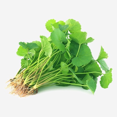 Hạt Giống Rau Má Phú Nông Siêu Dễ Trồng- Gói 1g (HPN-035)