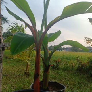 Cây chuối đỏ