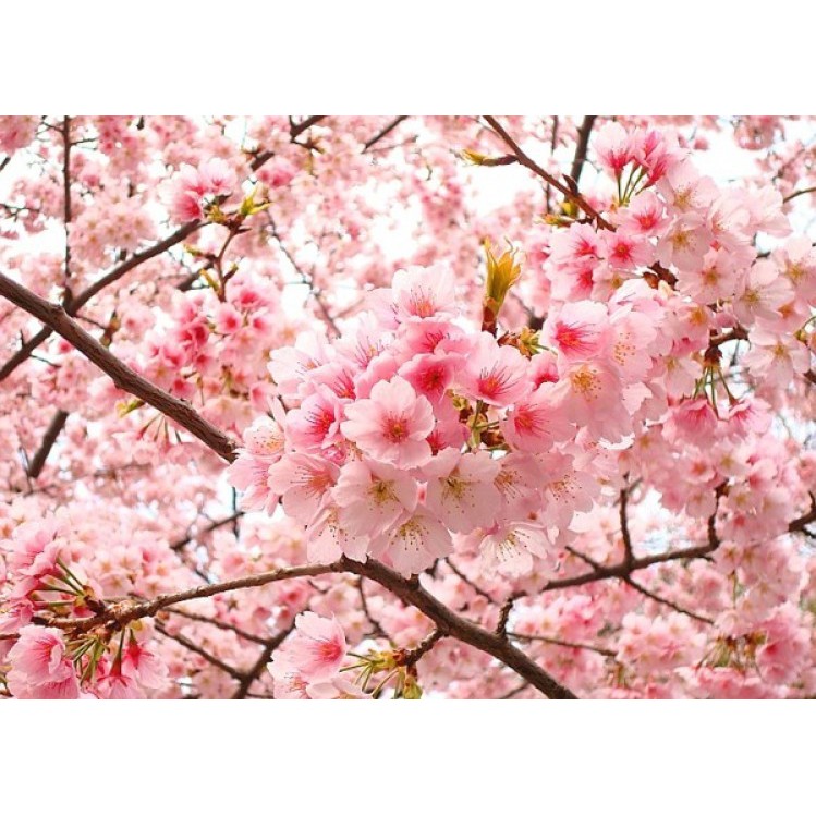 Hạt giống Hoa anh đào sakura tặng gói hạt giống ngẫu nhiên