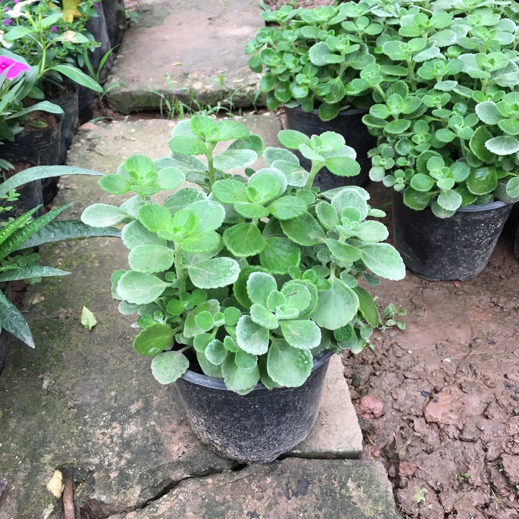 Cây Sen Thơm  Toả Hương Thơm Dễ Chịu