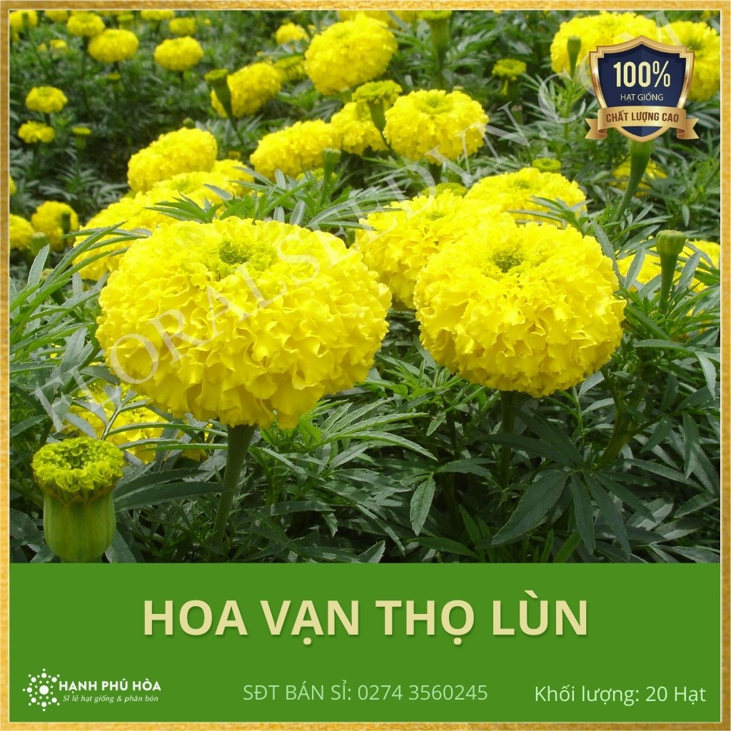 Hạt Giống Hoa Vạn Thọ Lùn F1 Trang Nông 20 hạt -Tỉ Lệ Nảy Mầm Cao, Thu Hoạch Quanh Năm, Ăn Ngon Ngọt, Tốt Cho Sức Khỏe