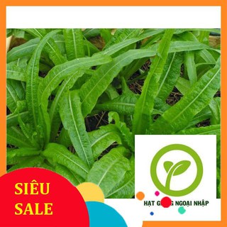 10 gr  giống rau diếp thơm 100% nảy mầm HAT F1