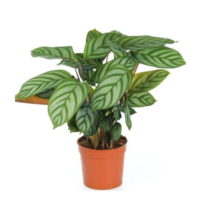 Đuôi công calathea Setosa- chậu trung