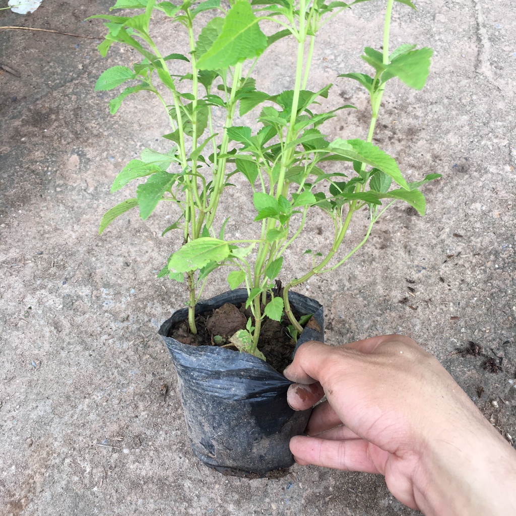 Cây Rau Kinh Giới,Cây Gia Vị Không Thể Thiếu Của Mọi Nhà