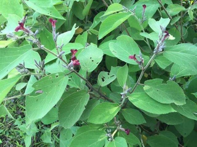 1kg cây an xoa hoa tím, an xoa khô Hoà Bình cả thân và lá🍃 mát gan