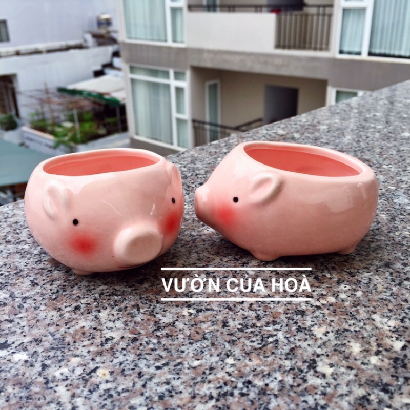Chậu heo hồng nhỏ