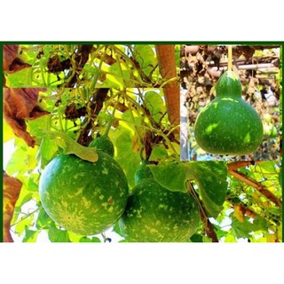 Hạt giống Bầu Hồ Lô Sao