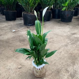 [Cây Để Bàn] Cây lan ý thuỷ sinh xanh mướt cao 30cm thích hợp trang trí để bàn thanh lọc không khí và hấp thụ khí độc