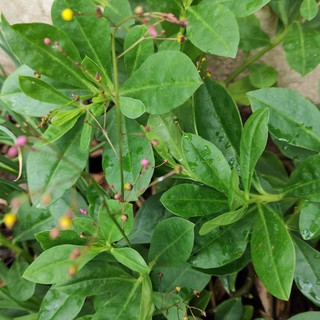 Cây sâm đất giống- cây để cảnh