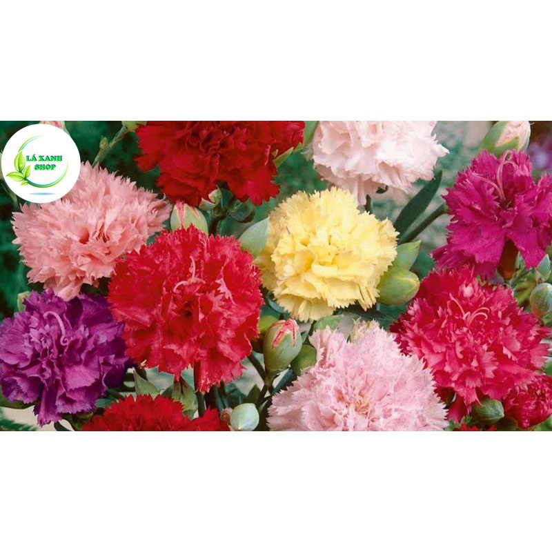 Hạt giống Hoa Cẩm Chướng Kép Nhiều Màu, Thích Hợp Trồng Chậu - Hạt Giống Rạng Đông