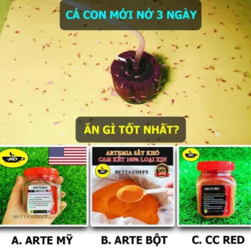 ĐỒ VẬT TRANG TRÍ HỒ CÁ 29K - ĐỢT BETTA YOUTUBE 29k