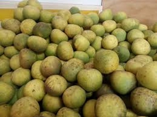 Cây BƯỞI ĐOAN HÙNG