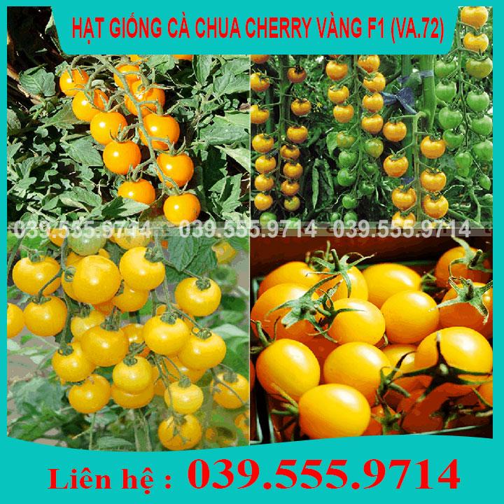 HẠT GIỐNG CÀ CHUA CHERRY VÀNG  DỄ TRỒNG NHANH ĂN