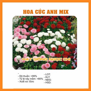 Hạt giống hoa cúc anh mix - 100 hạt