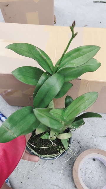 Compo 3chậu hoa lan Denro màu đang nụ
