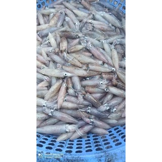 khô mực nguyên con