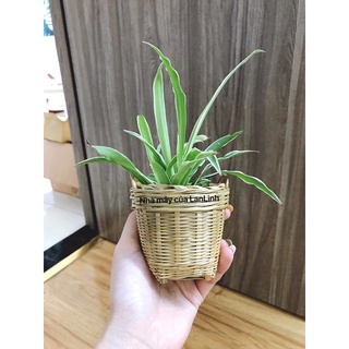 Cần Xé Tre Mini Decor Nhà Mây Của LanLinh