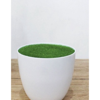 Chậu cây cỏ